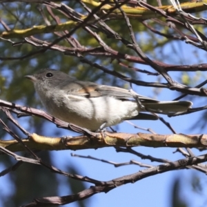 Pachycephala pectoralis at Hawker, ACT - 29 Jun 2021