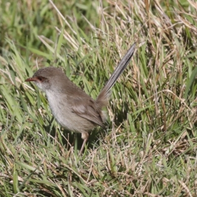 Malurus cyaneus (Superb Fairywren) at Hawker, ACT - 29 Jun 2021 by AlisonMilton