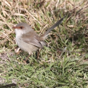 Malurus cyaneus at Hawker, ACT - 29 Jun 2021