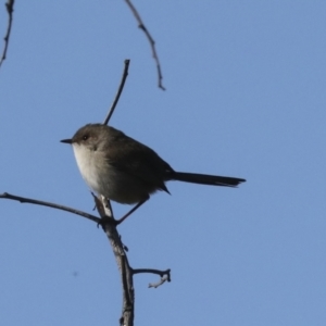 Malurus cyaneus at Hawker, ACT - 29 Jun 2021