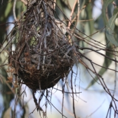 Philemon corniculatus (Noisy Friarbird) at The Pinnacle - 29 Jun 2021 by AlisonMilton