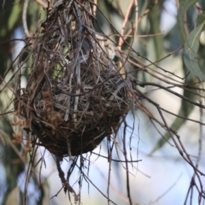 Philemon corniculatus at Hawker, ACT - 29 Jun 2021