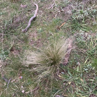 Nassella trichotoma (Serrated Tussock) at Majura, ACT - 29 Jun 2021 by waltraud