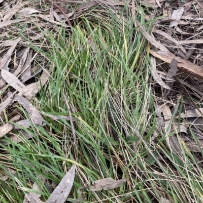 Nassella neesiana (Chilean Needlegrass) at Hackett, ACT - 29 Jun 2021 by waltraud