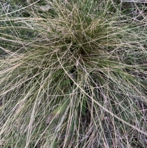 Nassella trichotoma at Majura, ACT - 29 Jun 2021