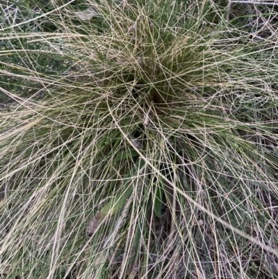 Nassella trichotoma (Serrated Tussock) at Majura, ACT - 29 Jun 2021 by waltraud