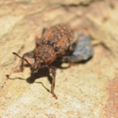 Mandalotus sp. (genus) (Unidentified Mandalotus weevil) at Wamboin, NSW - 6 Feb 2021 by natureguy