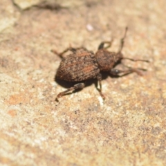 Mandalotus sp. (genus) at Wamboin, NSW - 6 Feb 2021