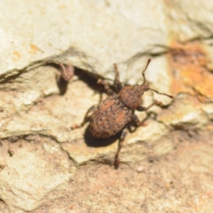 Mandalotus sp. (genus) at Wamboin, NSW - 6 Feb 2021