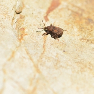 Mandalotus sp. (genus) at Wamboin, NSW - 6 Feb 2021