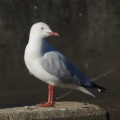 Chroicocephalus novaehollandiae (Silver Gull) at Isabella Plains, ACT - 4 Apr 2021 by MichaelBedingfield