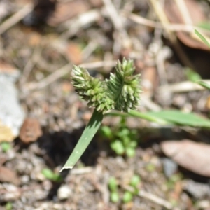 Eleusine tristachya at Wamboin, NSW - 6 Feb 2021