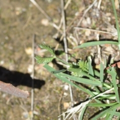 Eleusine tristachya at Wamboin, NSW - 6 Feb 2021