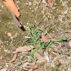 Eleusine tristachya at Wamboin, NSW - 6 Feb 2021