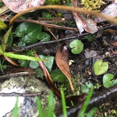 Acianthus sp. (Mayflower Orchid) at Black Mountain - 25 Jun 2021 by Rebeccaryanactgov