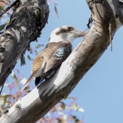 Dacelo novaeguineae at Hawker, ACT - 29 Jun 2021