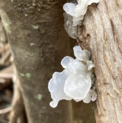Tremella fuciformis (Snow Fungus) at Paddys River, ACT - 28 Jun 2021 by AnneG1