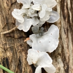 Tremella fuciformis at Paddys River, ACT - 28 Jun 2021