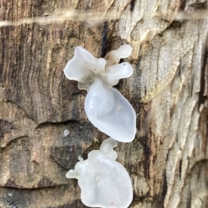 Tremella fuciformis at Paddys River, ACT - 28 Jun 2021