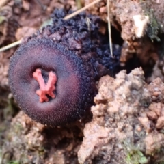 Calostoma fuscum (Common Prettymouth) at Tidbinbilla Nature Reserve - 28 Jun 2021 by AnneG1