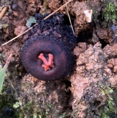 Calostoma fuscum at Paddys River, ACT - 28 Jun 2021