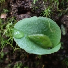 Corysanthes grumula (Stately helmet orchid) at Tidbinbilla Nature Reserve - 28 Jun 2021 by AnneG1