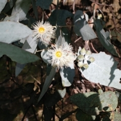 Eucalyptus cinerea subsp. cinerea (Argyle Apple) at Holt, ACT - 29 Jun 2021 by sangio7