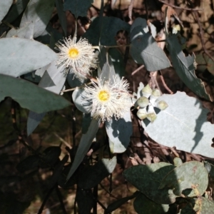 Eucalyptus cinerea subsp. cinerea at Holt, ACT - 29 Jun 2021