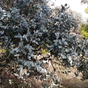 Eucalyptus cinerea subsp. cinerea at Holt, ACT - 29 Jun 2021 11:42 AM