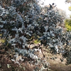 Eucalyptus cinerea subsp. cinerea at Holt, ACT - 29 Jun 2021