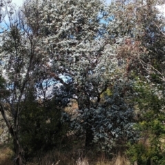 Eucalyptus cinerea subsp. cinerea at Holt, ACT - 29 Jun 2021