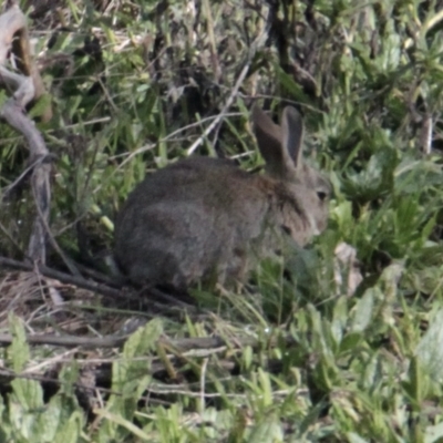 Oryctolagus cuniculus (European Rabbit) at Springdale Heights, NSW - 28 Jun 2021 by PaulF