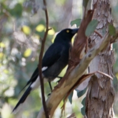 Strepera graculina (Pied Currawong) at Red Light Hill Reserve - 28 Jun 2021 by PaulF
