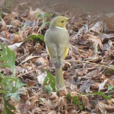 Ptilotula penicillata (White-plumed Honeyeater) at Gungahlin, ACT - 28 Jun 2021 by TrishGungahlin