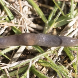 Deroceras laeve at Hawker, ACT - 29 Jun 2021