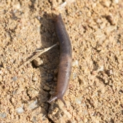 Deroceras laeve at Hawker, ACT - 29 Jun 2021 10:39 AM