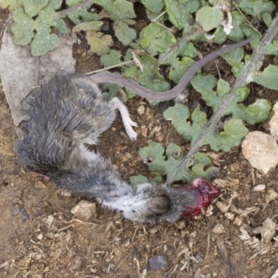 Mus musculus (House Mouse) at Hawker, ACT - 29 Jun 2021 by AlisonMilton