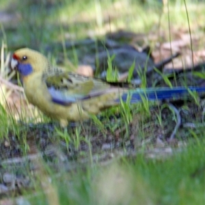 Platycercus elegans flaveolus at Springdale Heights, NSW - 28 Jun 2021 02:10 PM