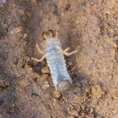 Scarabaeidae (family) (Scarab beetle, curl grub) at Hawker, ACT - 29 Jun 2021 by AlisonMilton