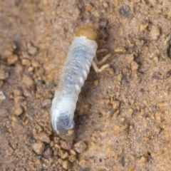 Scarabaeidae (family) at Hawker, ACT - 29 Jun 2021