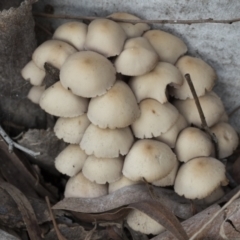 Mycena 'clarkeana group' at Higgins, ACT - 29 Jun 2021 by AlisonMilton