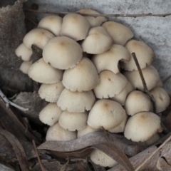 Mycena 'clarkeana group' at Higgins, ACT - 28 Jun 2021 by AlisonMilton