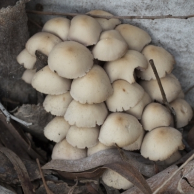 Mycena 'clarkeana group' at Higgins, ACT - 29 Jun 2021 by AlisonMilton