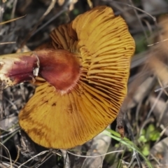 zz agaric (stem; gills not white/cream) at Hawker, ACT - 29 Jun 2021 by AlisonMilton