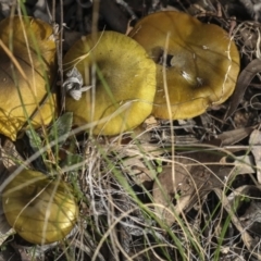 Cortinarius austrovenetus (Green Skinhead) at Hawker, ACT - 29 Jun 2021 by AlisonMilton