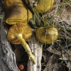 Cortinarius austrovenetus at Hawker, ACT - 29 Jun 2021 01:15 PM