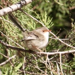 Malurus cyaneus (Superb Fairywren) at Springdale Heights, NSW - 28 Jun 2021 by PaulF