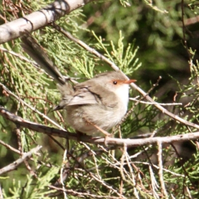 Malurus cyaneus (Superb Fairywren) at Bird Monitoring Site 17 - Albury Environmental Lands  - 28 Jun 2021 by PaulF