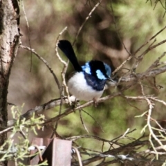 Malurus cyaneus at Springdale Heights, NSW - 28 Jun 2021 01:52 PM