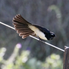 Rhipidura leucophrys (Willie Wagtail) at Albury - 28 Jun 2021 by PaulF